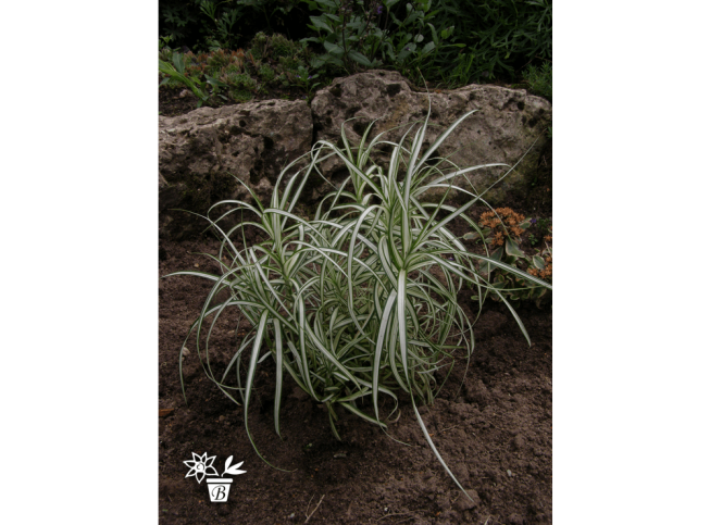 Carex muskingumensis   'Bicolor fountain'
